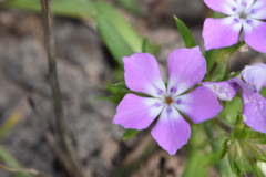 Phlox cuspidata