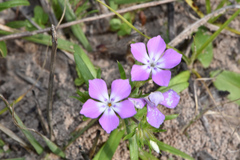 Phlox cuspidata