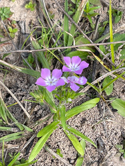 Phlox cuspidata