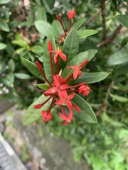 Ixora coccinea