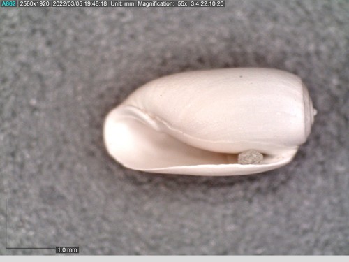 taxonomy_inaturalist image for Acteocina canaliculata