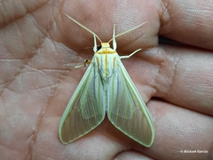 Munona