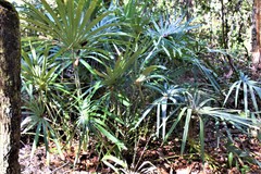 Rhapidophyllum hystrix image