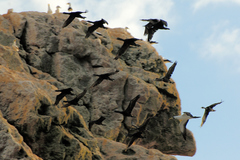 Phalacrocorax nigrogularis