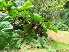 Gunnera insignis