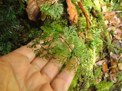 Hymenophyllum flexuosum