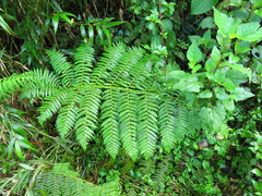 Lophosoria quadripinnata