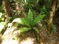 Dryopteris wallichiana