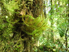 Ptychomnion aciculare