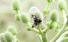 Phoeniostacta haematabasis