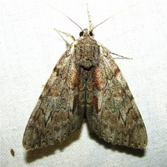 Catocala insolabilis