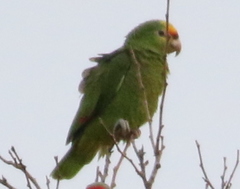 Amazona