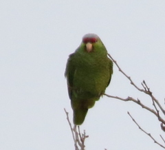 Amazona finschi