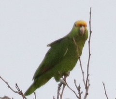 Amazona