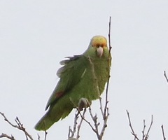 Amazona