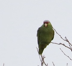 Amazona finschi