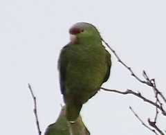 Amazona finschi