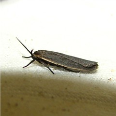 Crambidia lithosioides