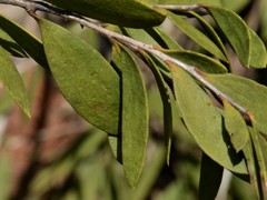 Melaleuca acacioides