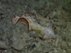 Pseudobiceros fulgor