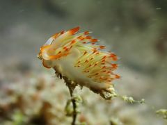 Sakuraeolis nungunoides