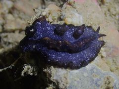 Pseudobiceros stellae