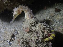 Hippocampus comes