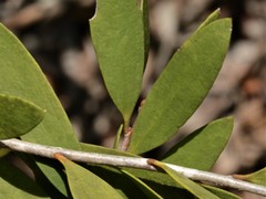 Melaleuca acacioides