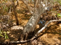 Melaleuca acacioides