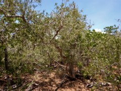 Melaleuca acacioides