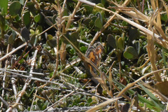 Phyciodes phaon phaon