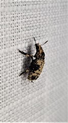 Euparius didymus