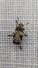 Euparius didymus