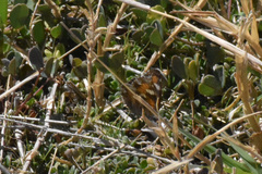 Phyciodes phaon phaon