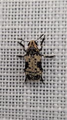 Euparius didymus