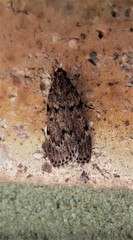 Mimaglossa nauplialis