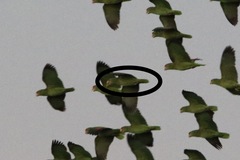 Amazona albifrons