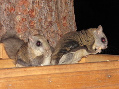 Glaucomys oregonensis