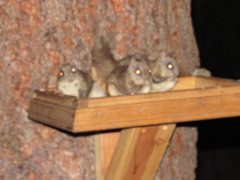 Glaucomys oregonensis