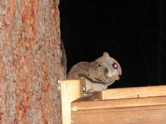 Glaucomys oregonensis