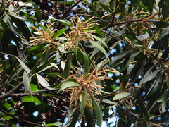 Acacia celsa