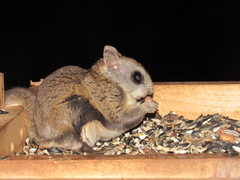 Glaucomys oregonensis