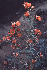 Sphaeralcea munroana