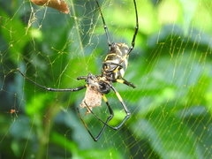 Trichonephila turneri