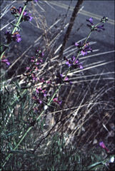 Penstemon attenuatus