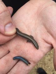 Plestiodon tetragrammus