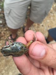 Pseudacris streckeri
