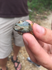 Pseudacris streckeri