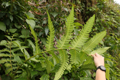Cyathea horrida