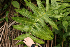 Cyathea horrida